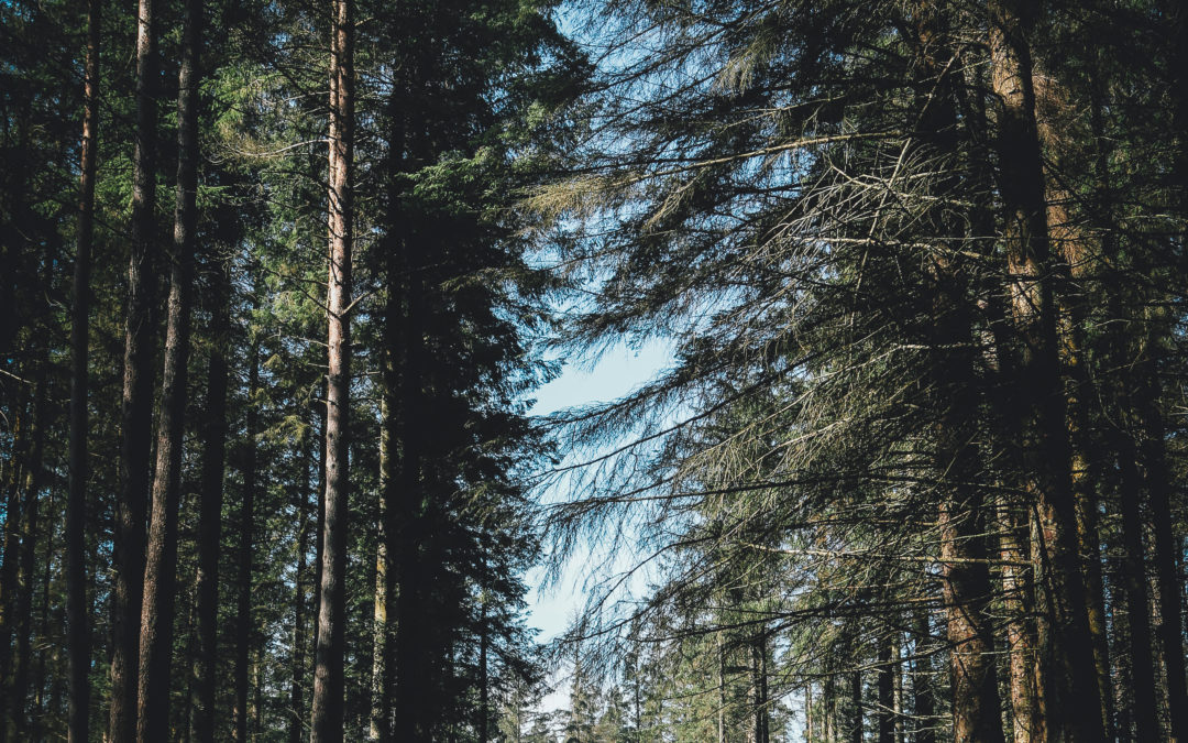 Kielder Forest