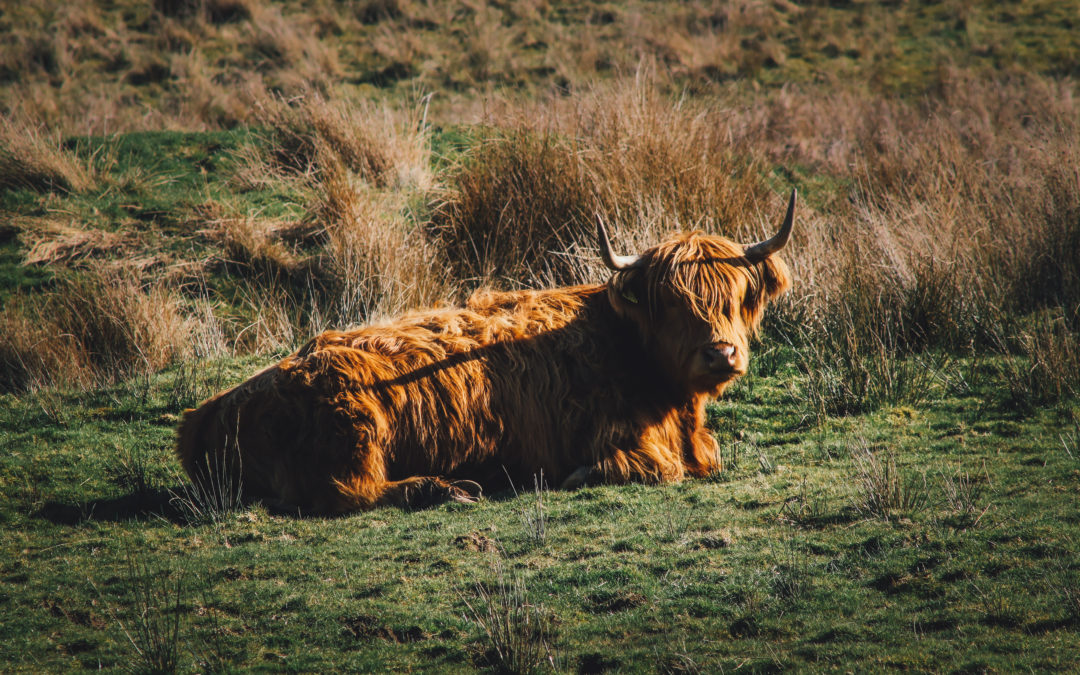 PORTFOLIO – Highland Cow